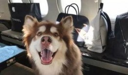 呆狗看爆料视频怎么办啊,实用指南解析