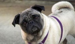 内蒙巴哥爆料最新消息今天,今日热点事件深度解析！”