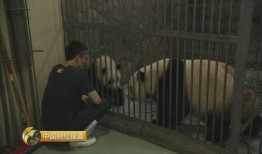 喜乐饲养员爆料视频播放,视频播放背后的温馨故事