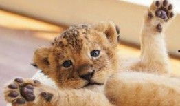 娱乐圈狮子和兔子的爆料,揭秘明星背后的真实故事