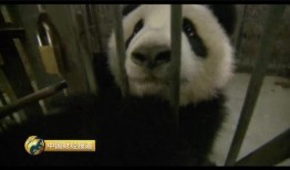 喜乐饲养员爆料视频播放,视频播放背后的温馨故事