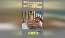 吃瓜小熊视频大全免费观看,吃瓜小熊视频大全，一网打尽欢乐瞬间