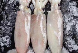 冰鲜大鱿鱼爆料视频下载,视频爆料背后的真相与下载攻略