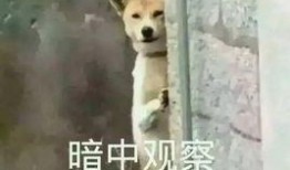 亲亲免费吃瓜群,揭秘网络社交新潮流