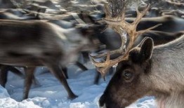 网红驯鹿吃瓜图片大全,萌态十足！