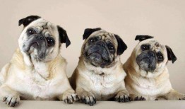 内蒙巴哥爆料最新消息今天,今日热点事件深度解析！”