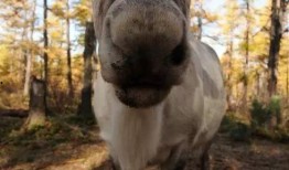 网红驯鹿吃瓜图片大全,萌态十足！