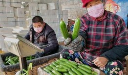 郯城网红吃瓜事件视频最新,一场网络狂欢背后的真相揭秘