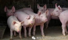 养猪导演大爆料视频播放,视频背后不为人知的幕后故事