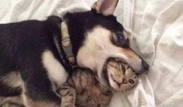 呆狗看爆料视频怎么办啊,实用指南解析