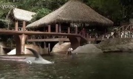 章鲨在线观看,深海奇观在线揭秘