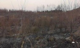 狮子山爆料视频大全下载,揭秘幕后真相，带你走进事件核心