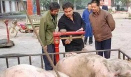 养猪导演大爆料视频播放,视频背后不为人知的幕后故事