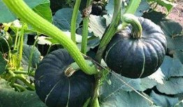 看网红吃瓜视频,揭秘娱乐圈幕后真相