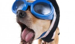 呆狗看爆料视频怎么办啊,实用指南解析