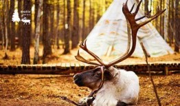 网红驯鹿吃瓜图片大全,萌态十足！