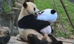 娱乐吃瓜熊猫,娱乐界新宠儿
