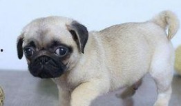 内蒙巴哥爆料最新消息今天,今日热点事件深度解析！”